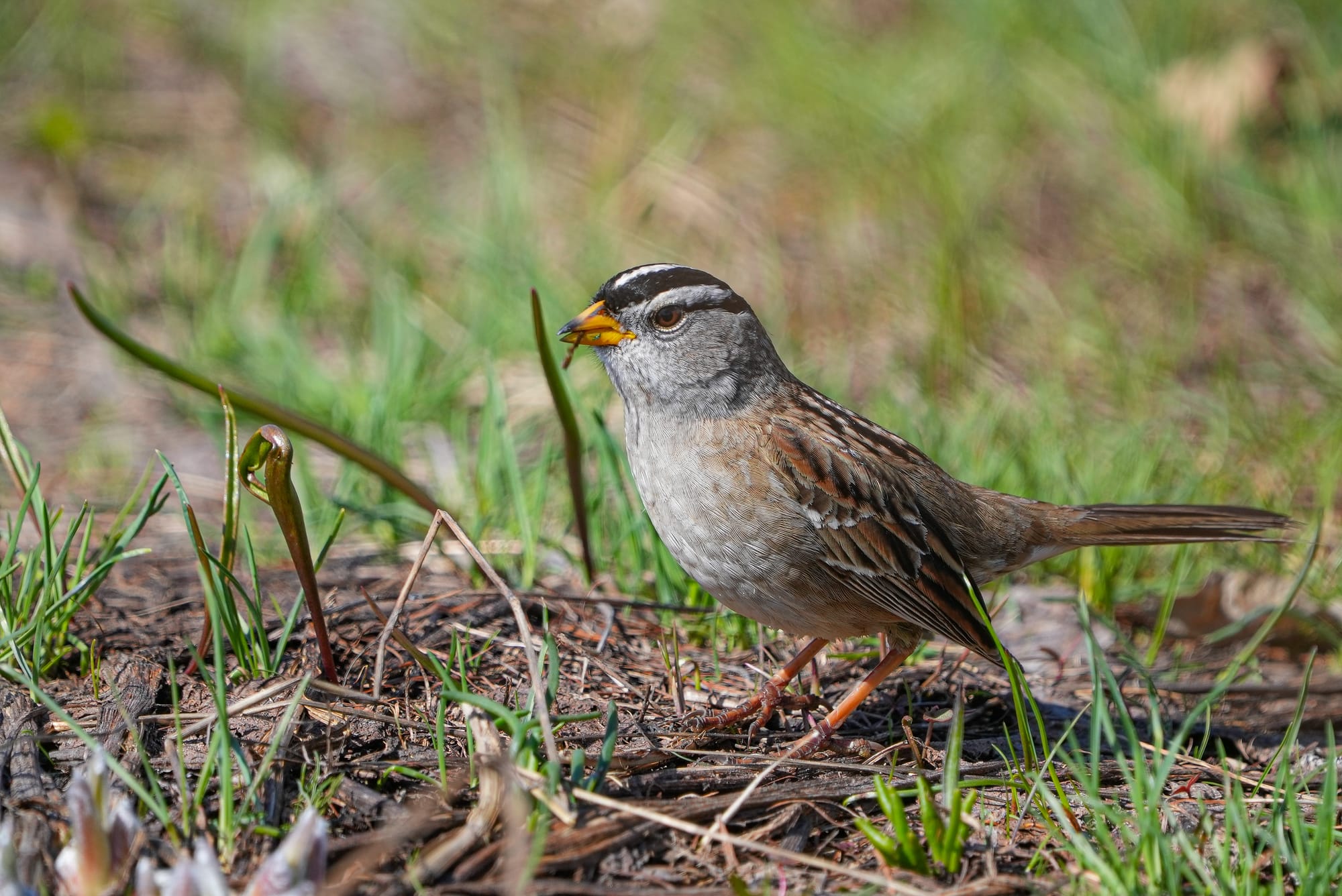 white-crowned sparrow