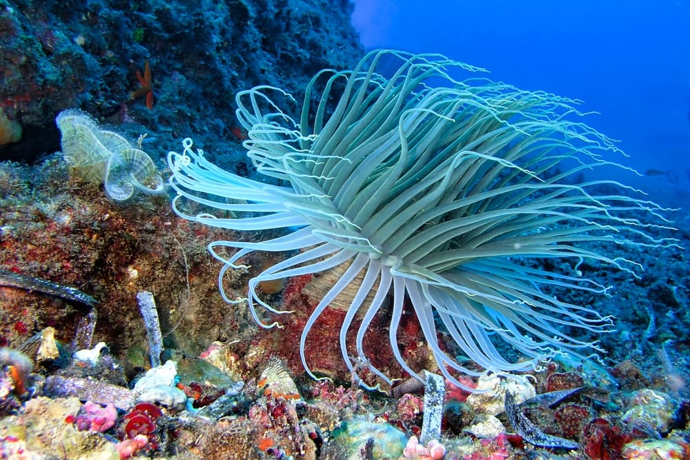 sea anemone