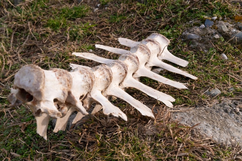 animal bones