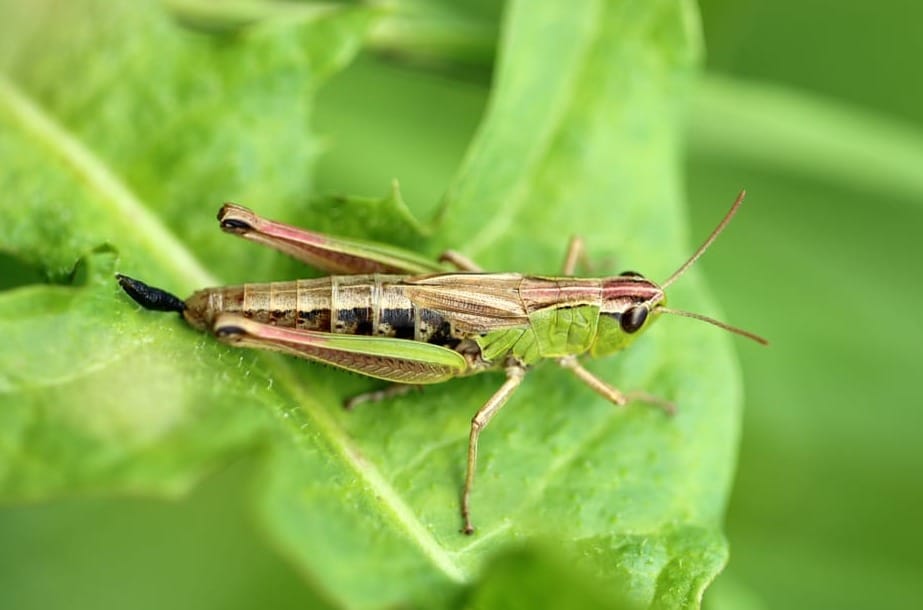 grasshopper 