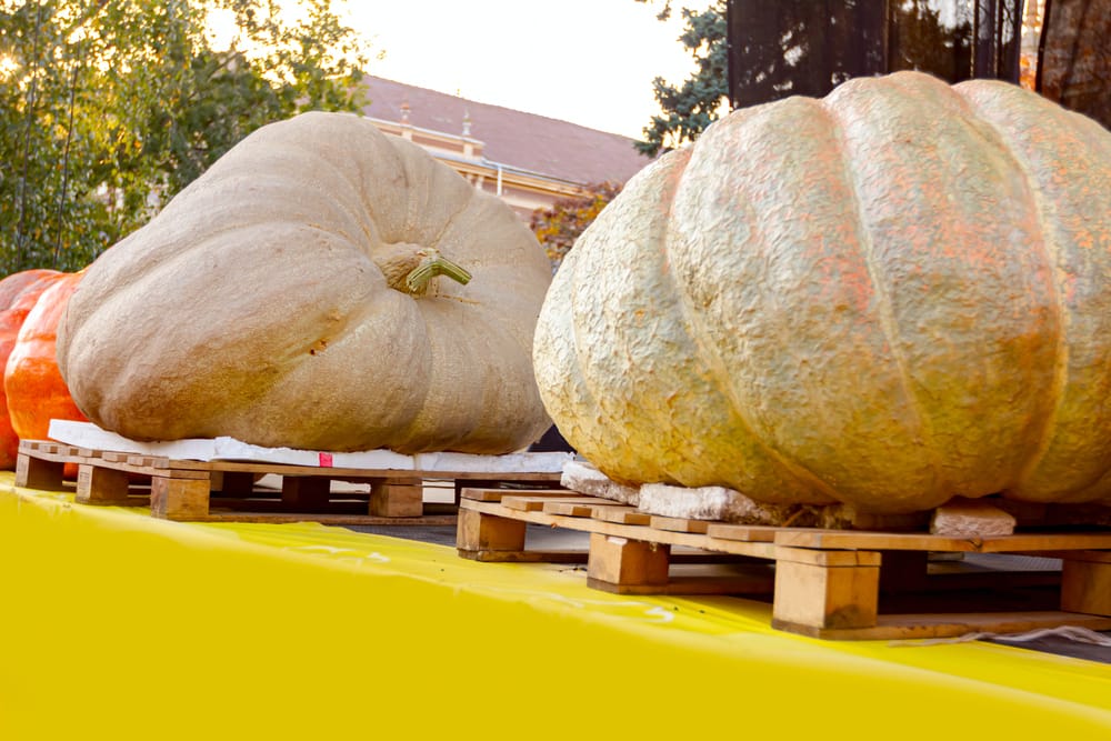 giant pumpkins