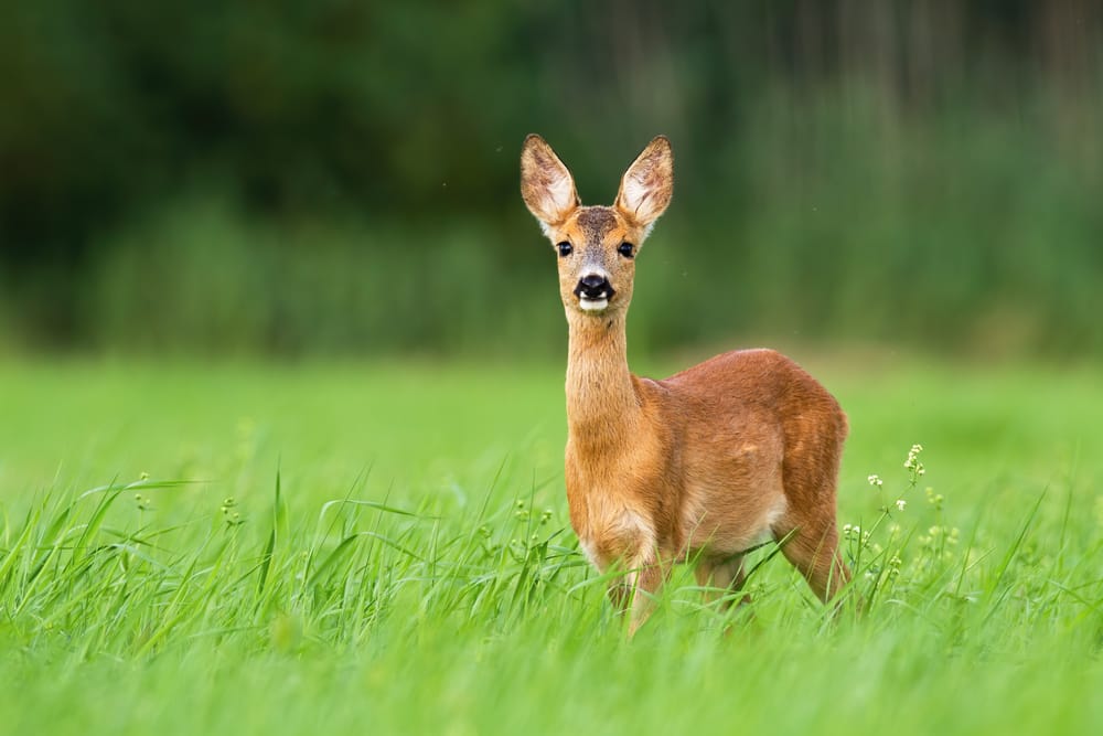 deer in field