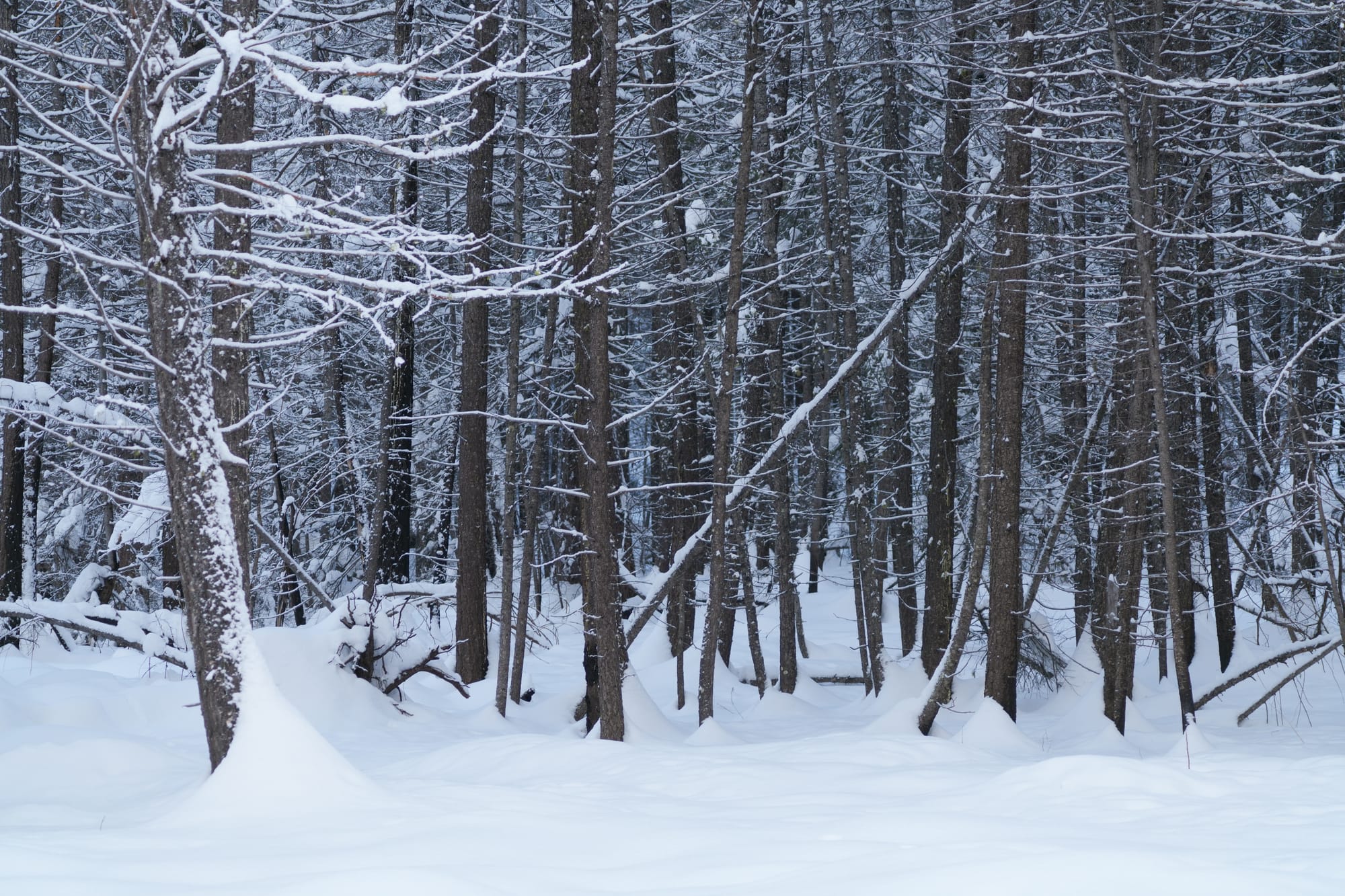 dense stand of conifers
