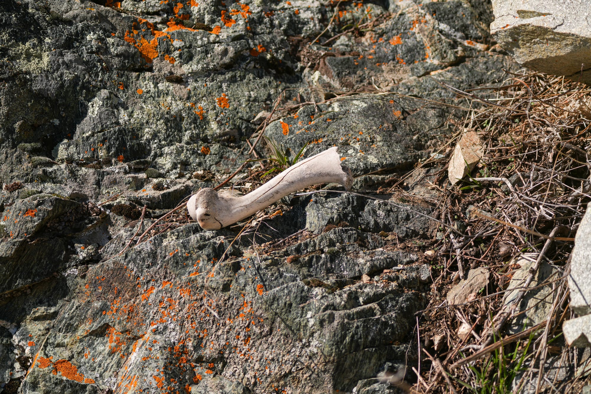 bone on a rock