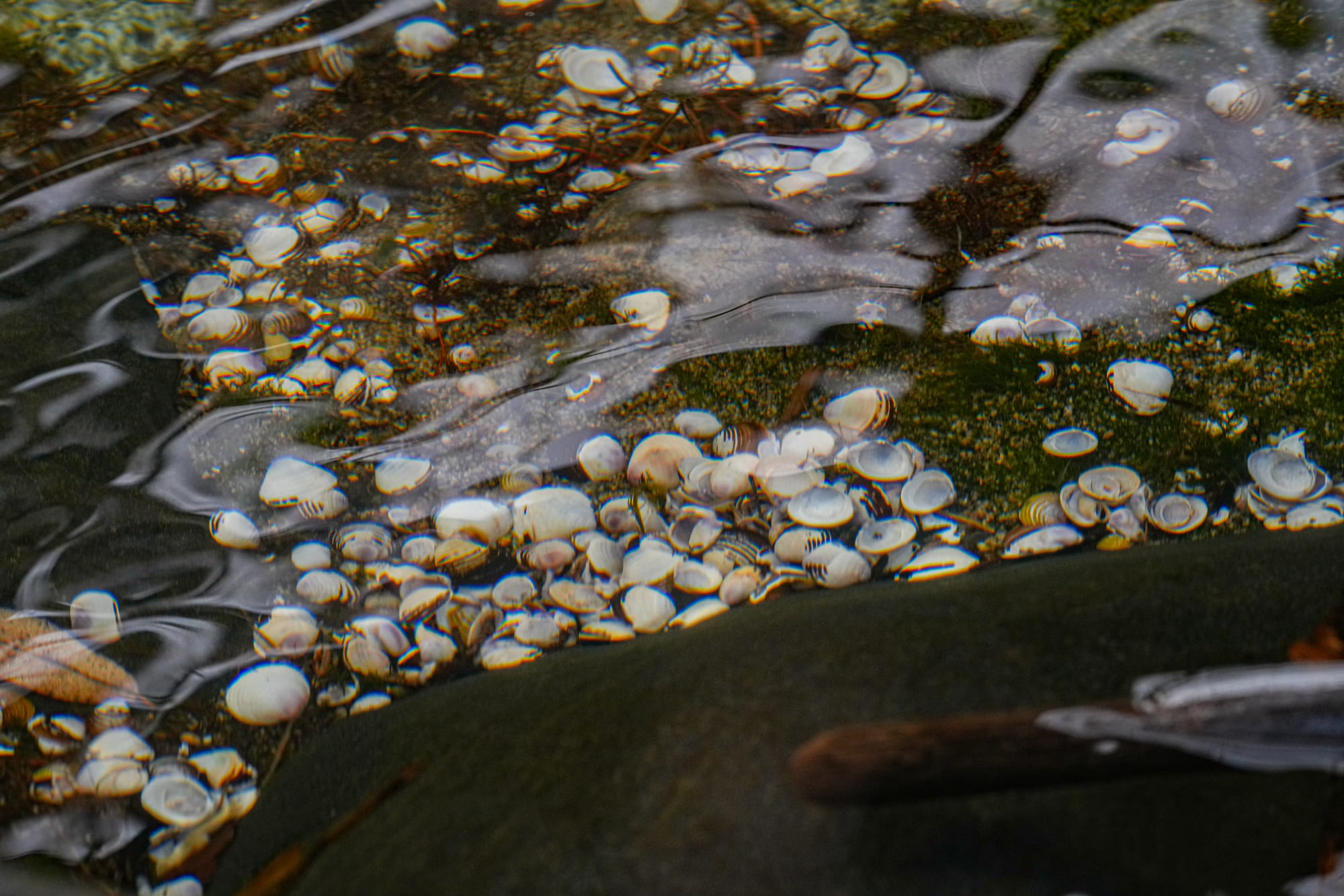 shells in water