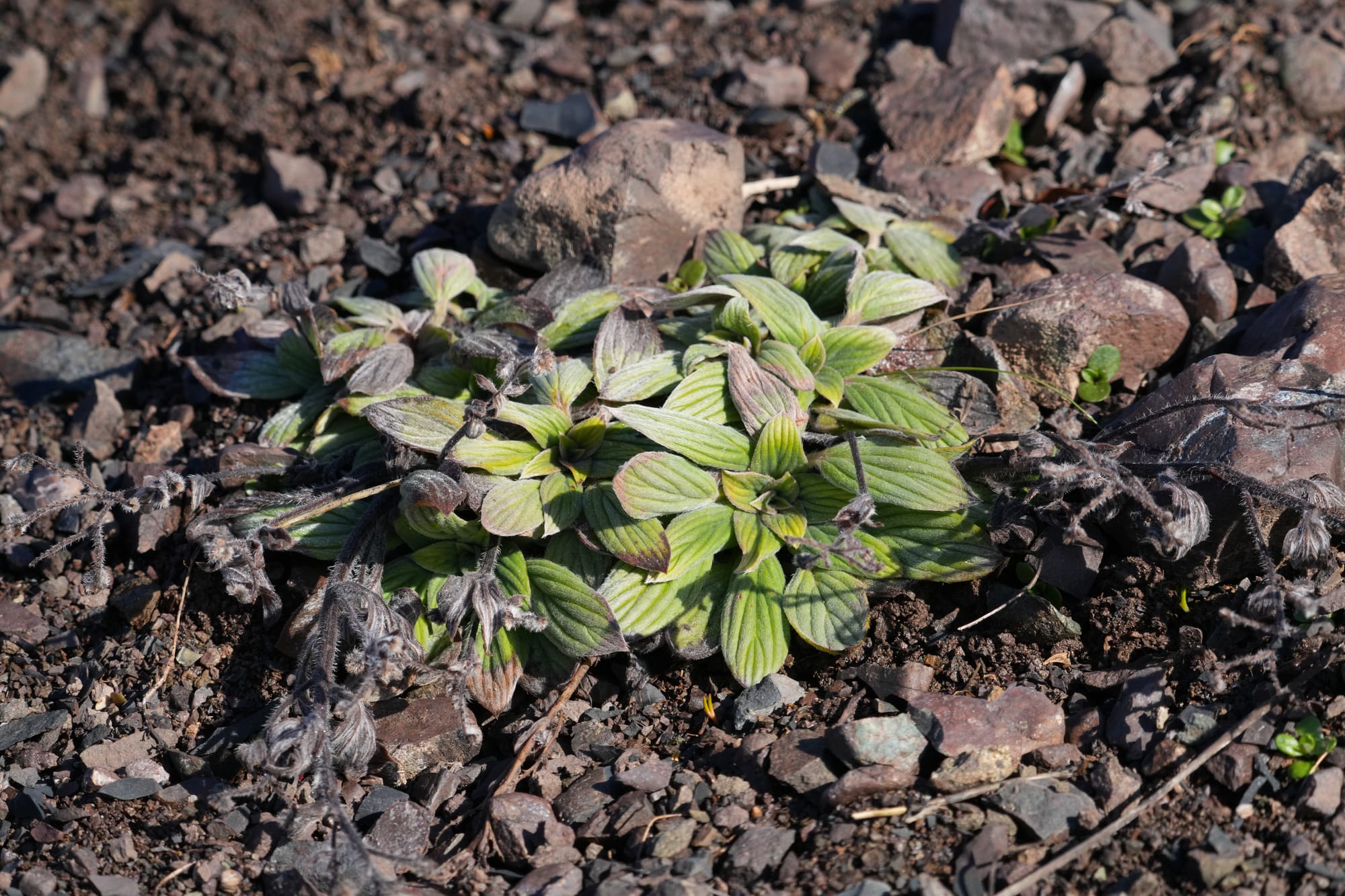 early plant
