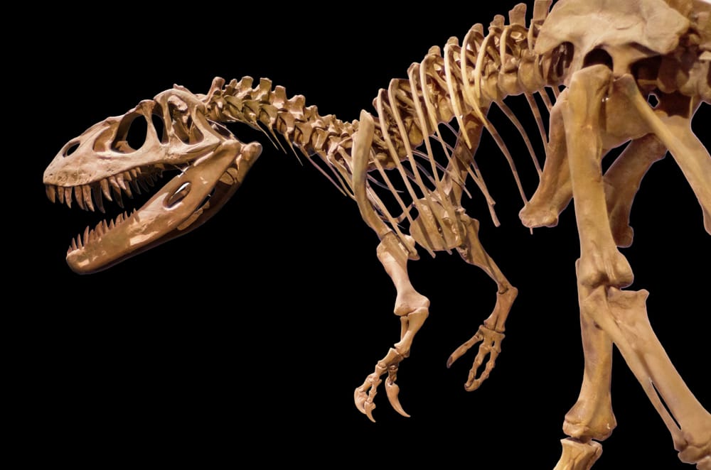 Tyrannosaurus skeleton