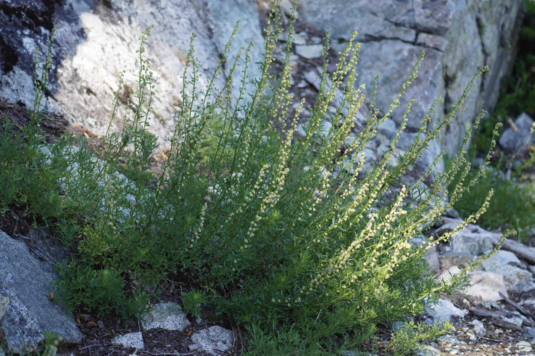 plant in shade