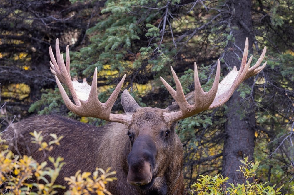 bull moose