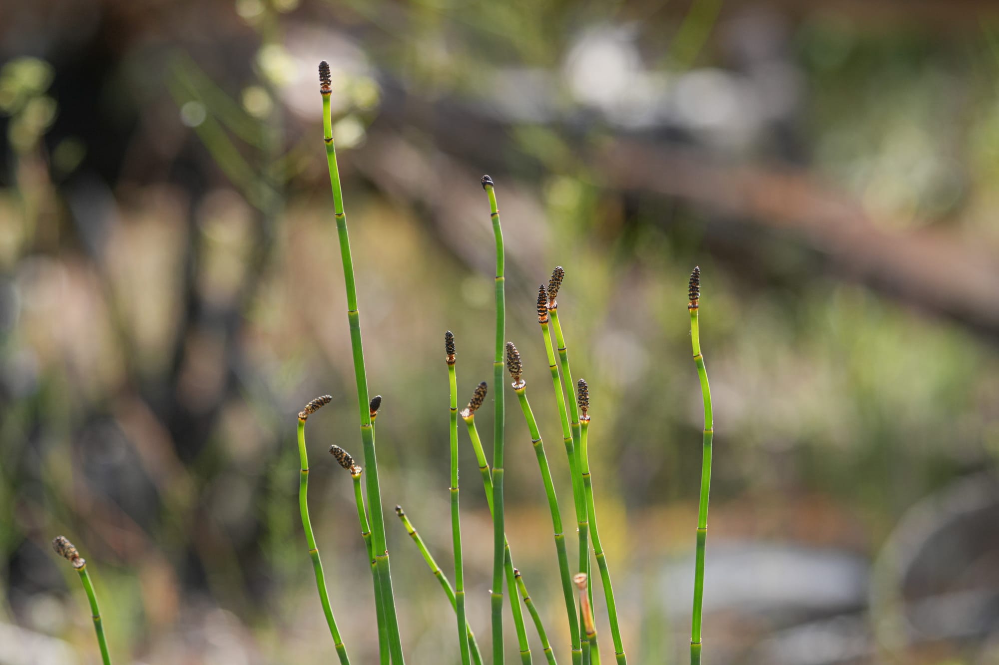 horsetails