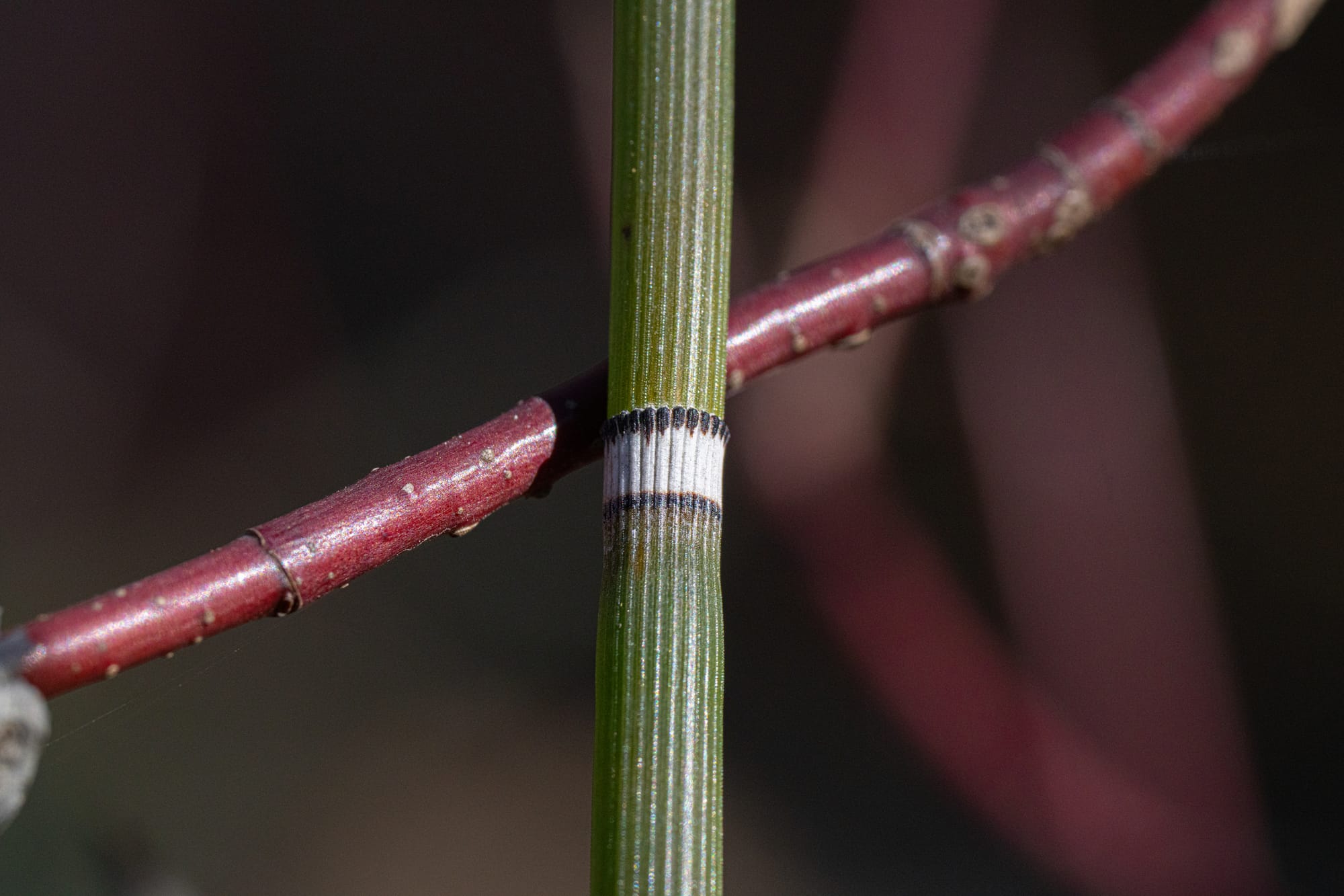 horsetail stalk