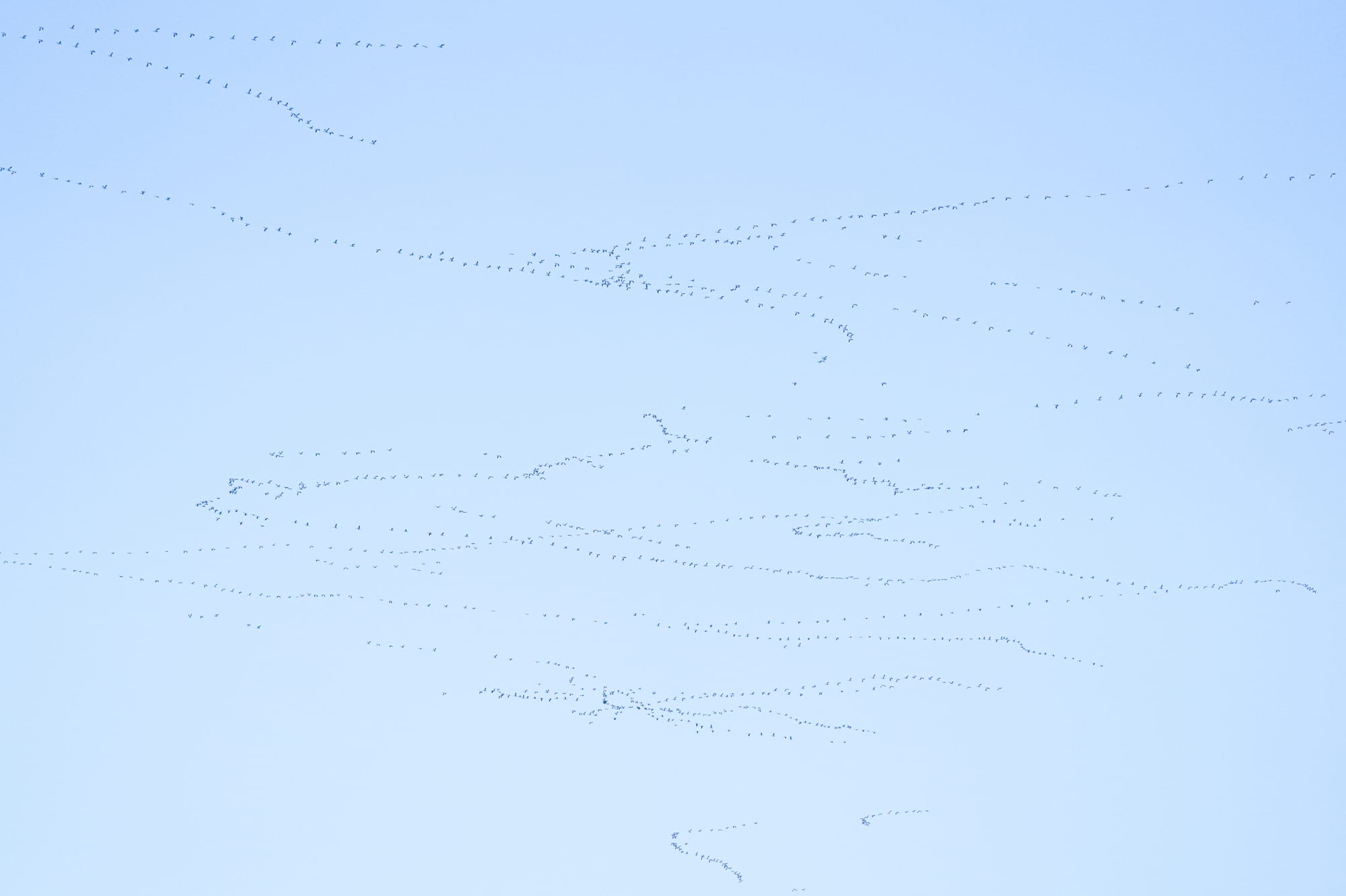 migrating snow geese
