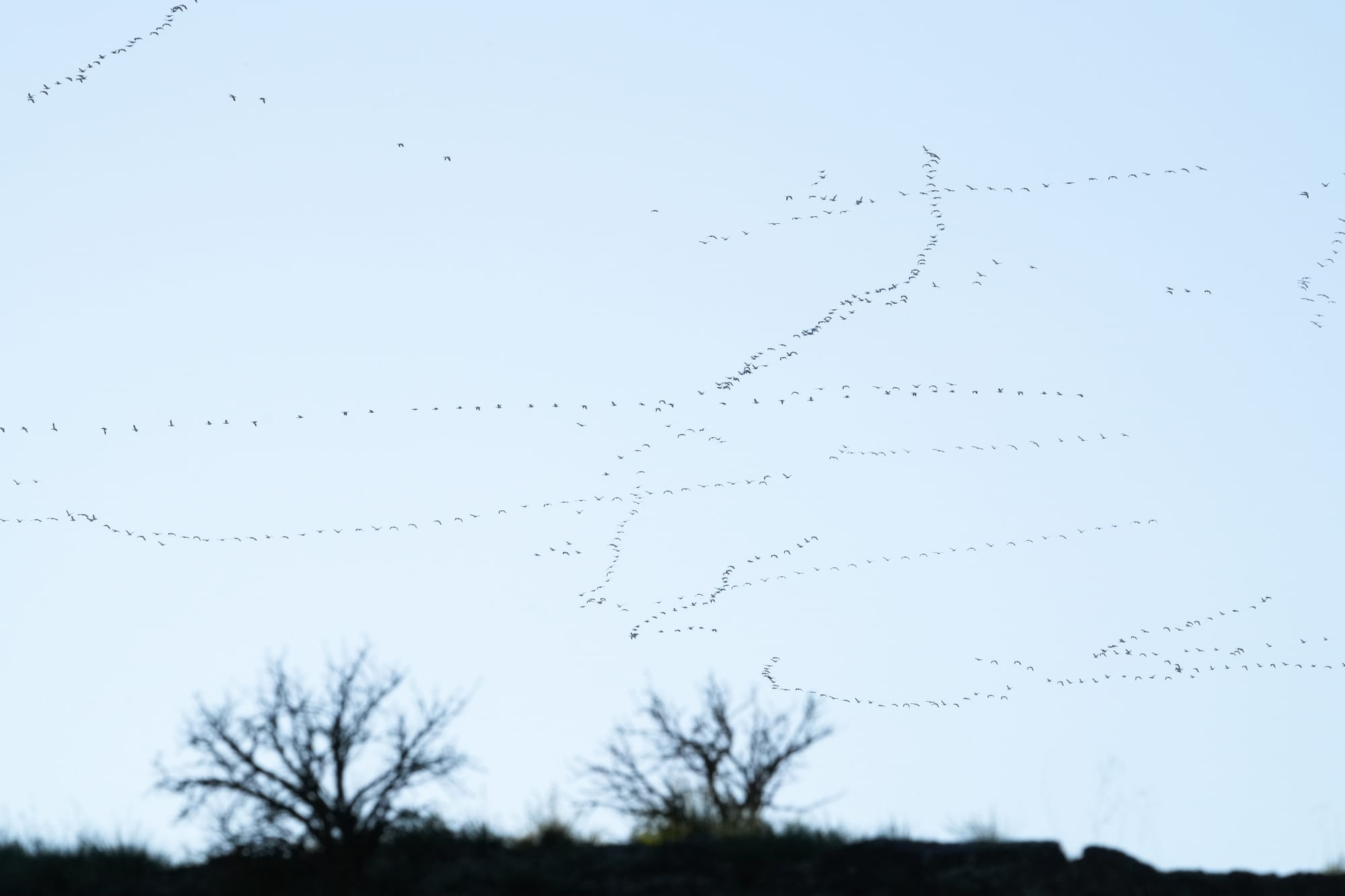 snow geese