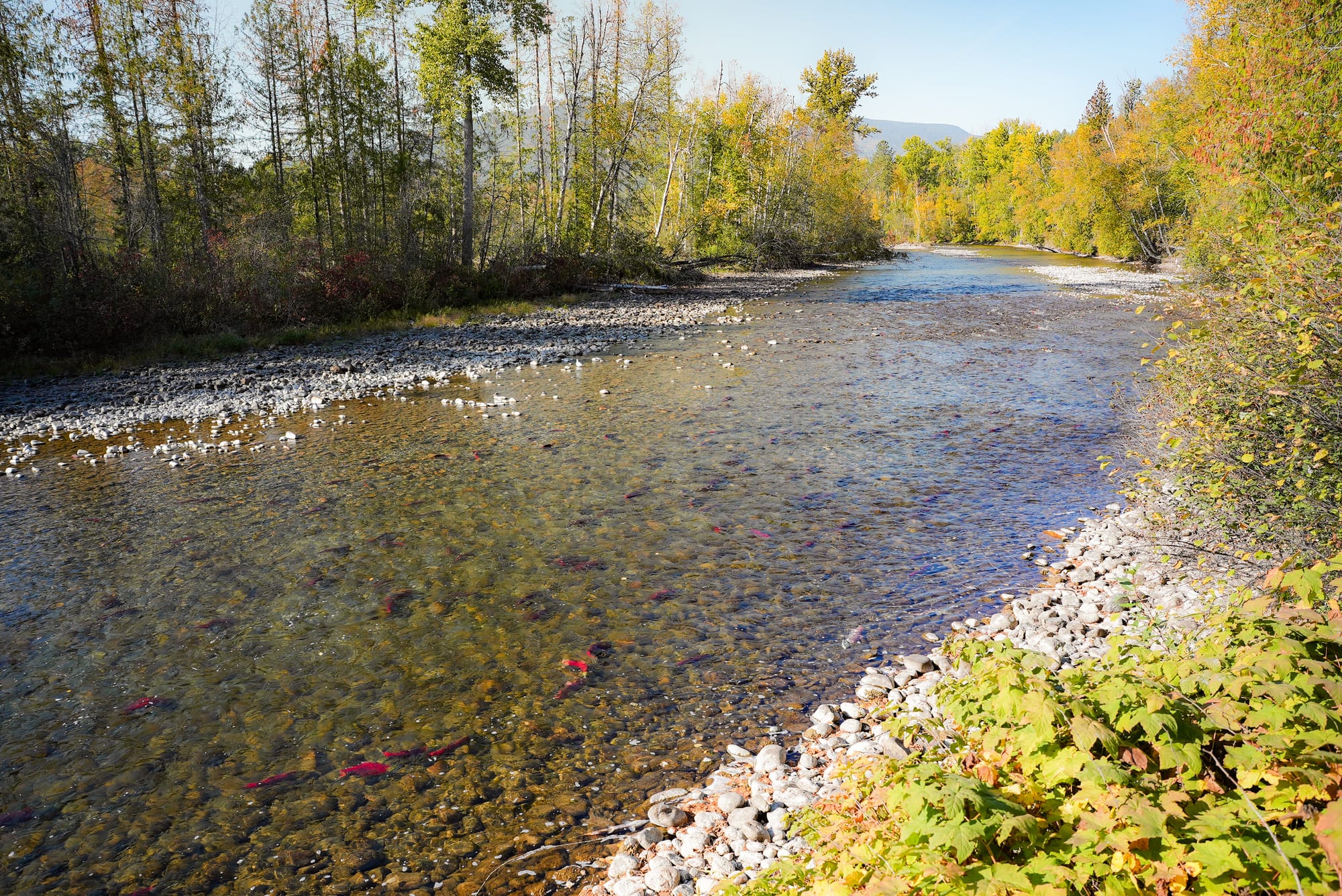 salmon run