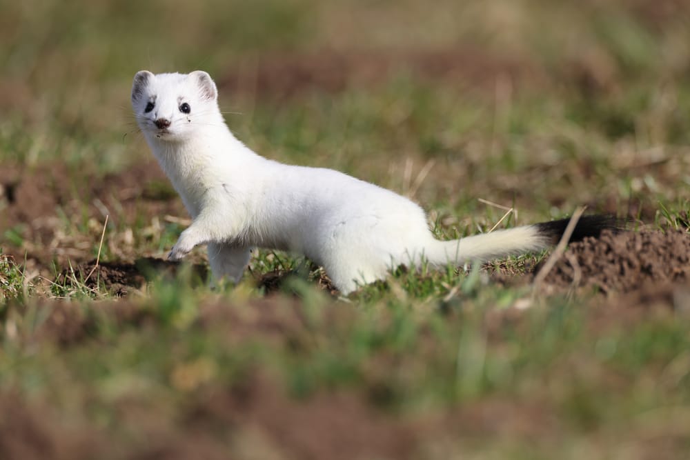 white weasel