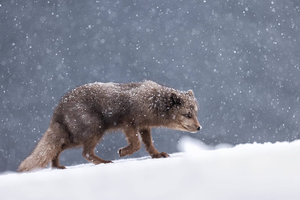 arctic fox