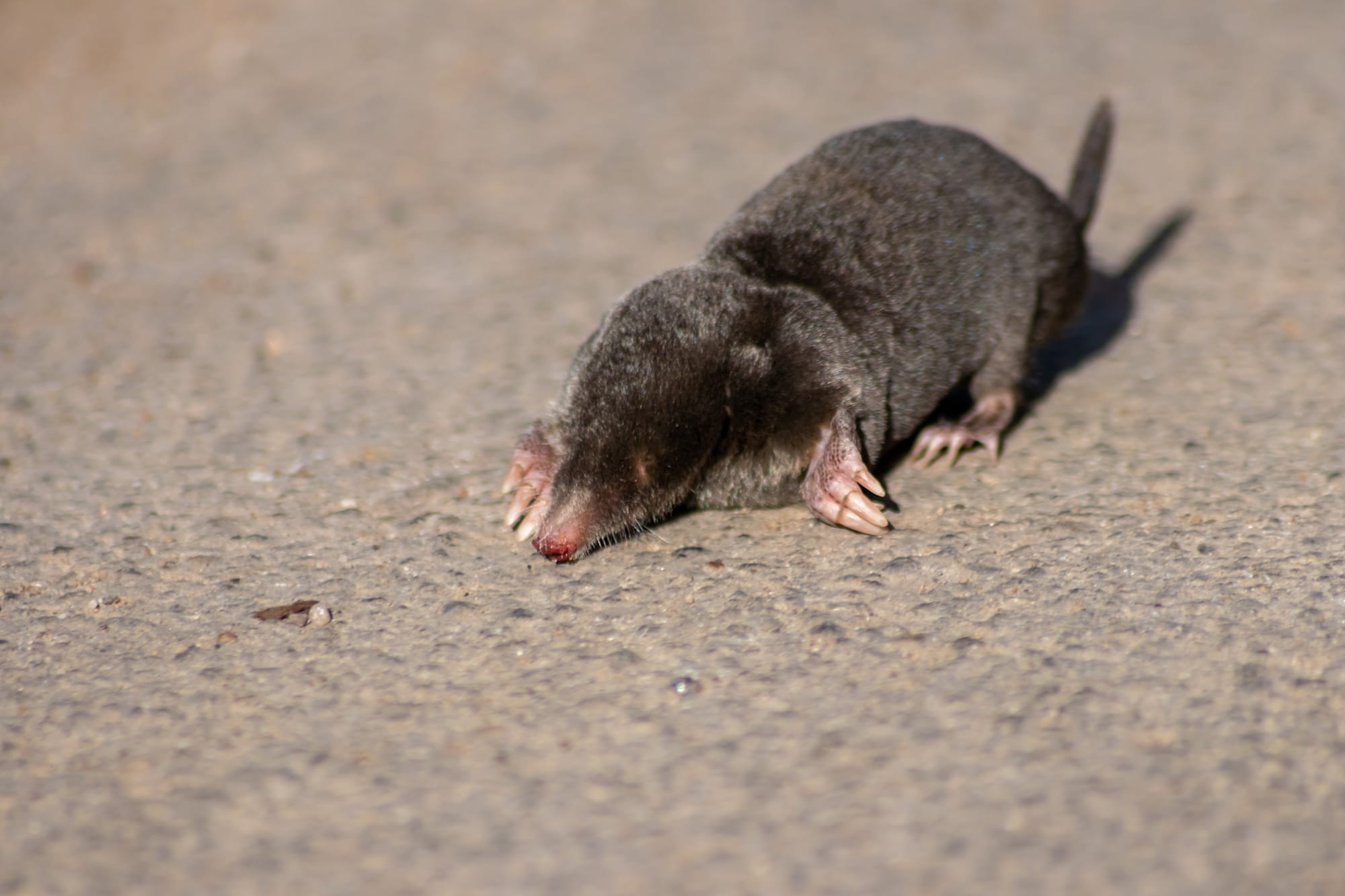 mole on ground