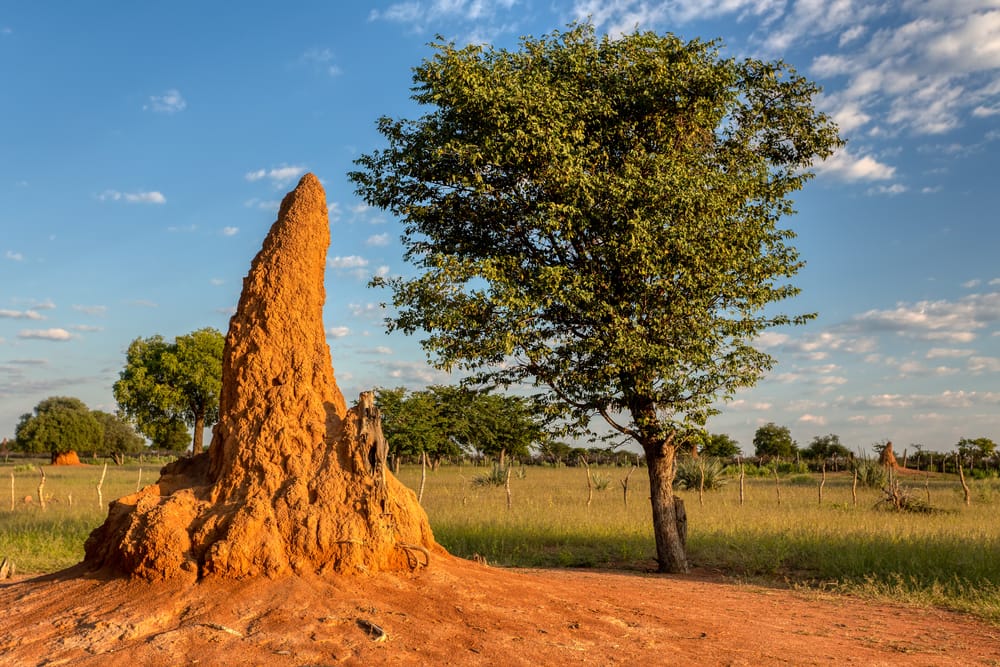 termite mounds