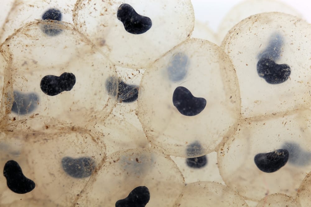 closeup of frog eggs