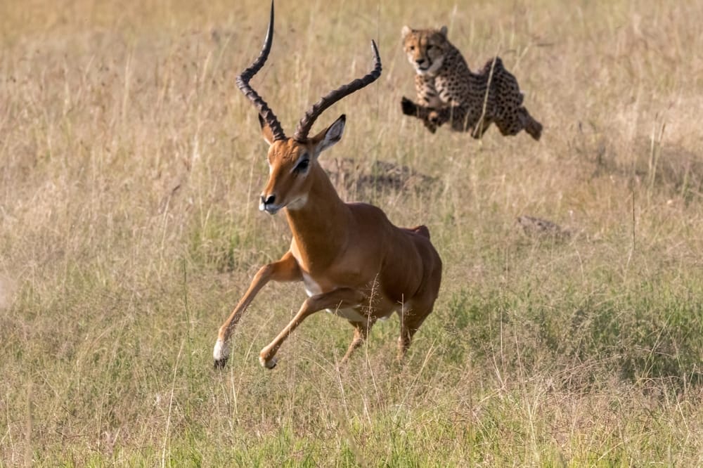 cheetah chasing gazelle