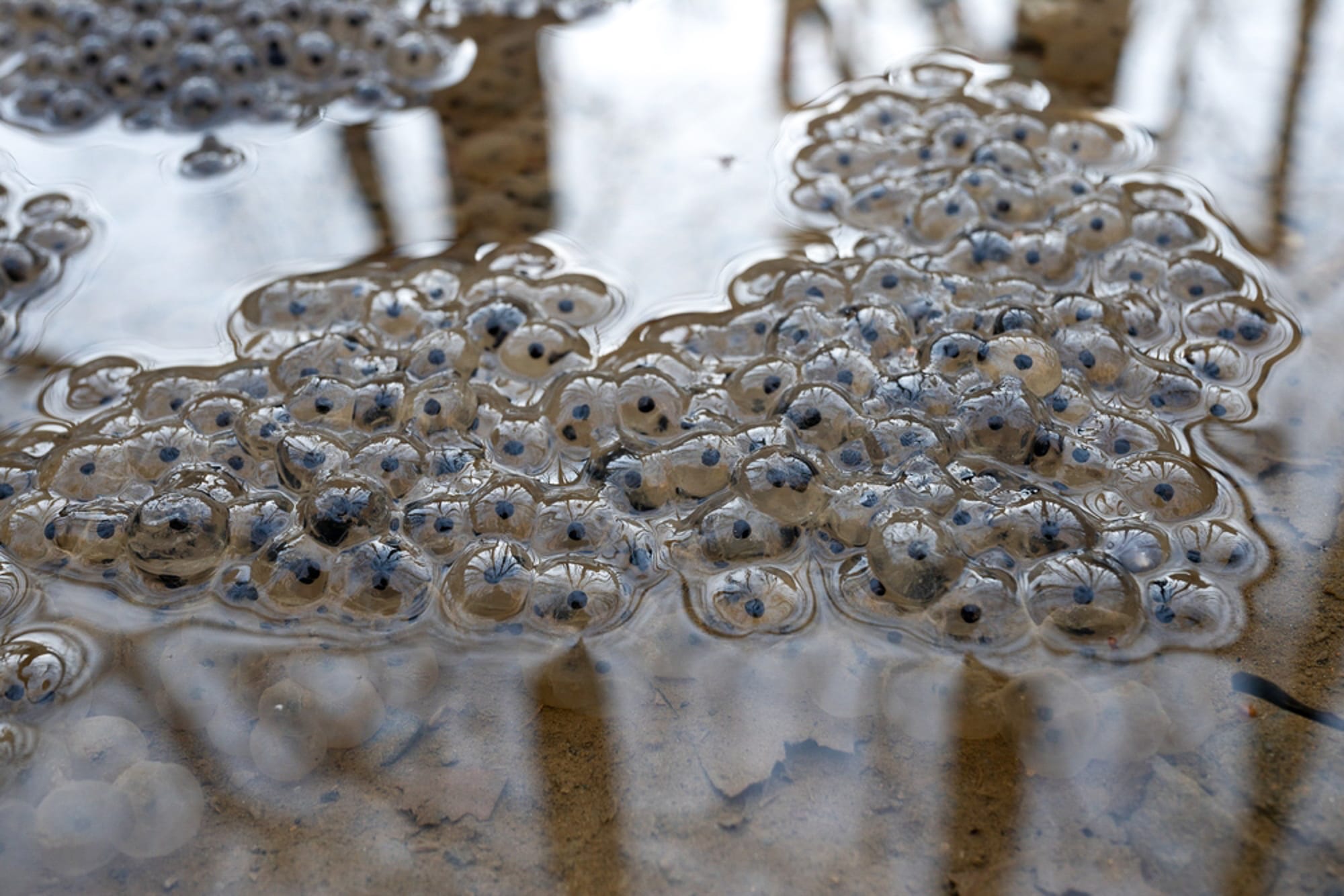 frog eggs