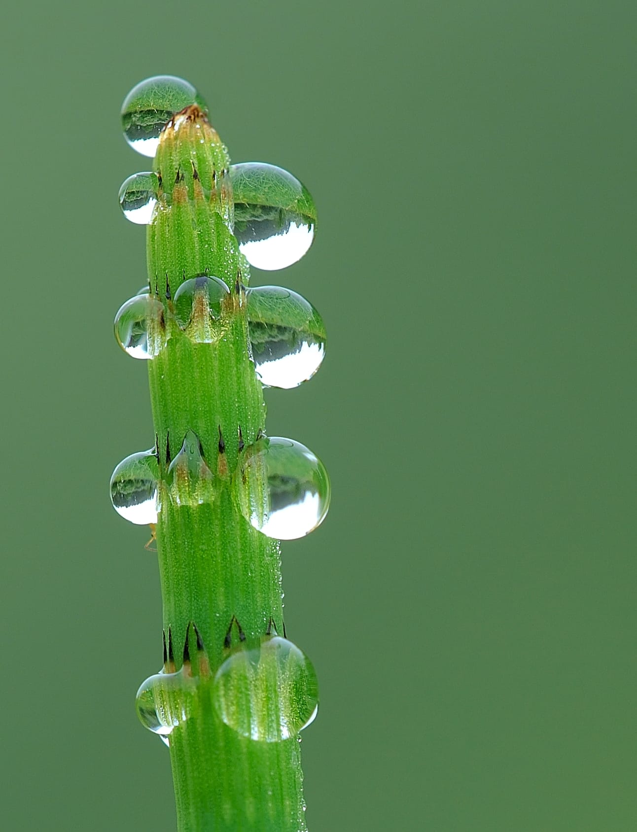 water droplets on plant