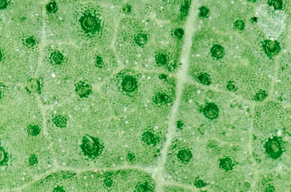 leaf stomata