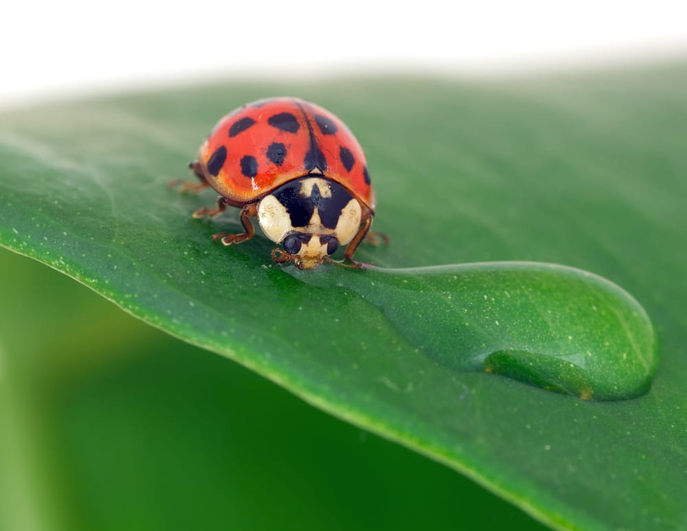 ladybug on leaf
