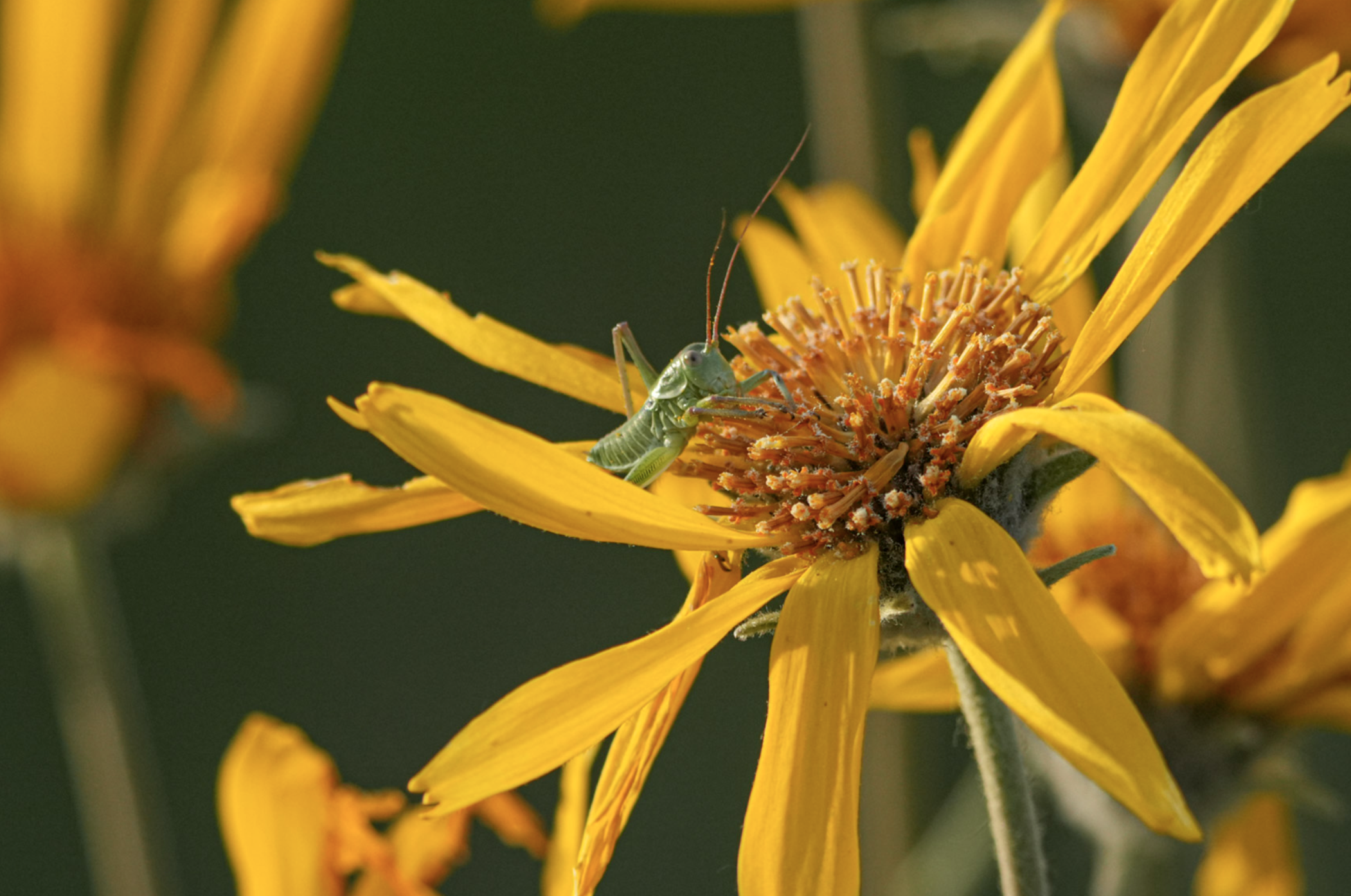 grasshoppers on flower