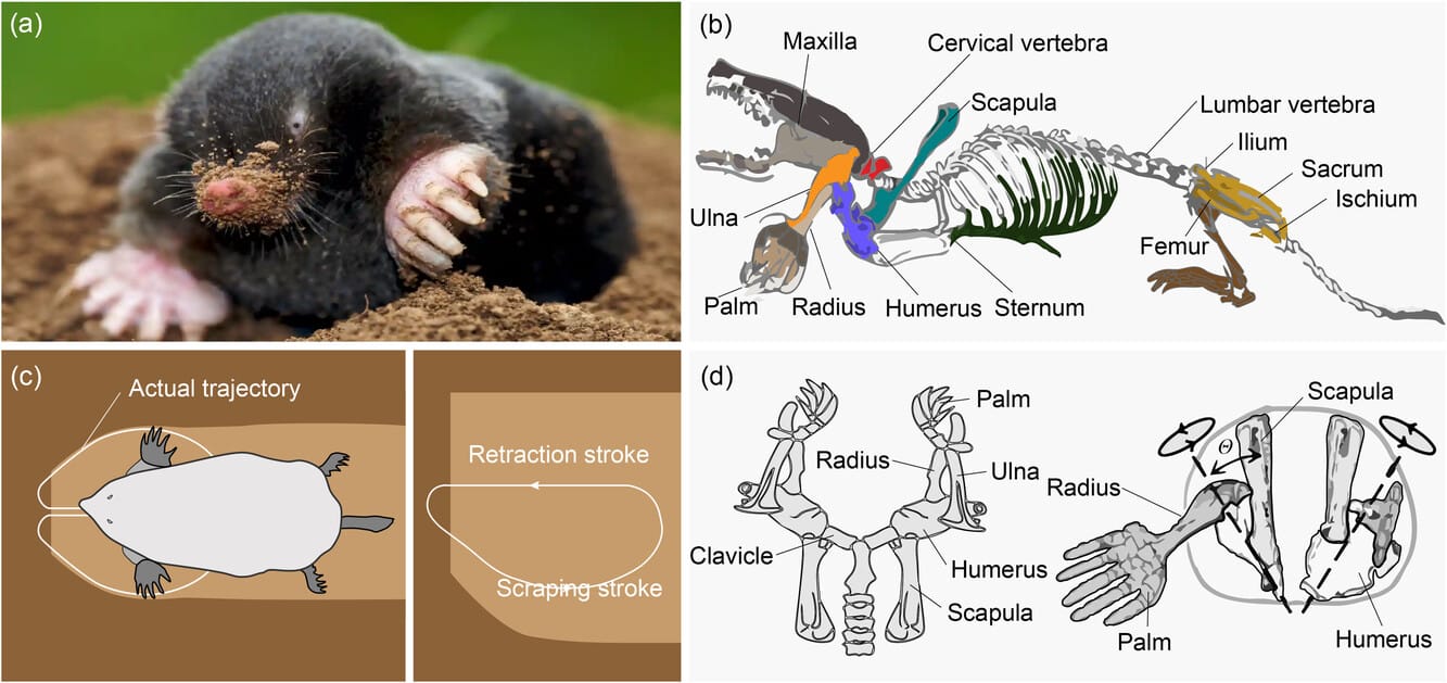 diagram of mole skeleton