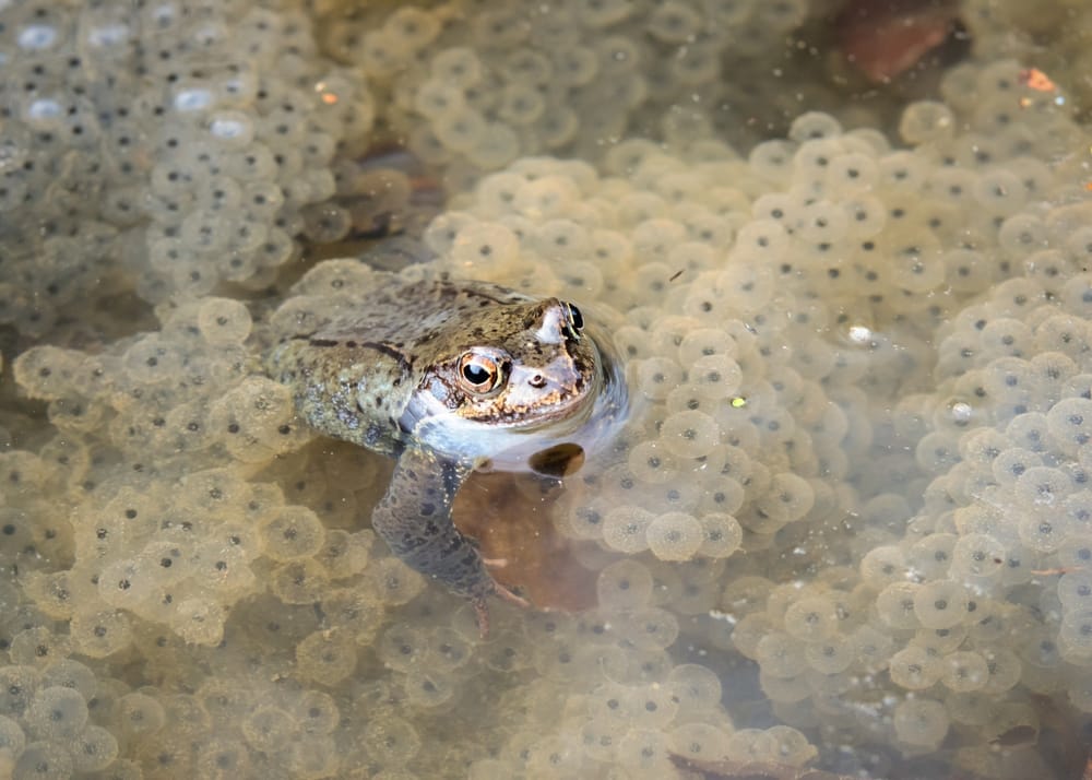 frog with eggs