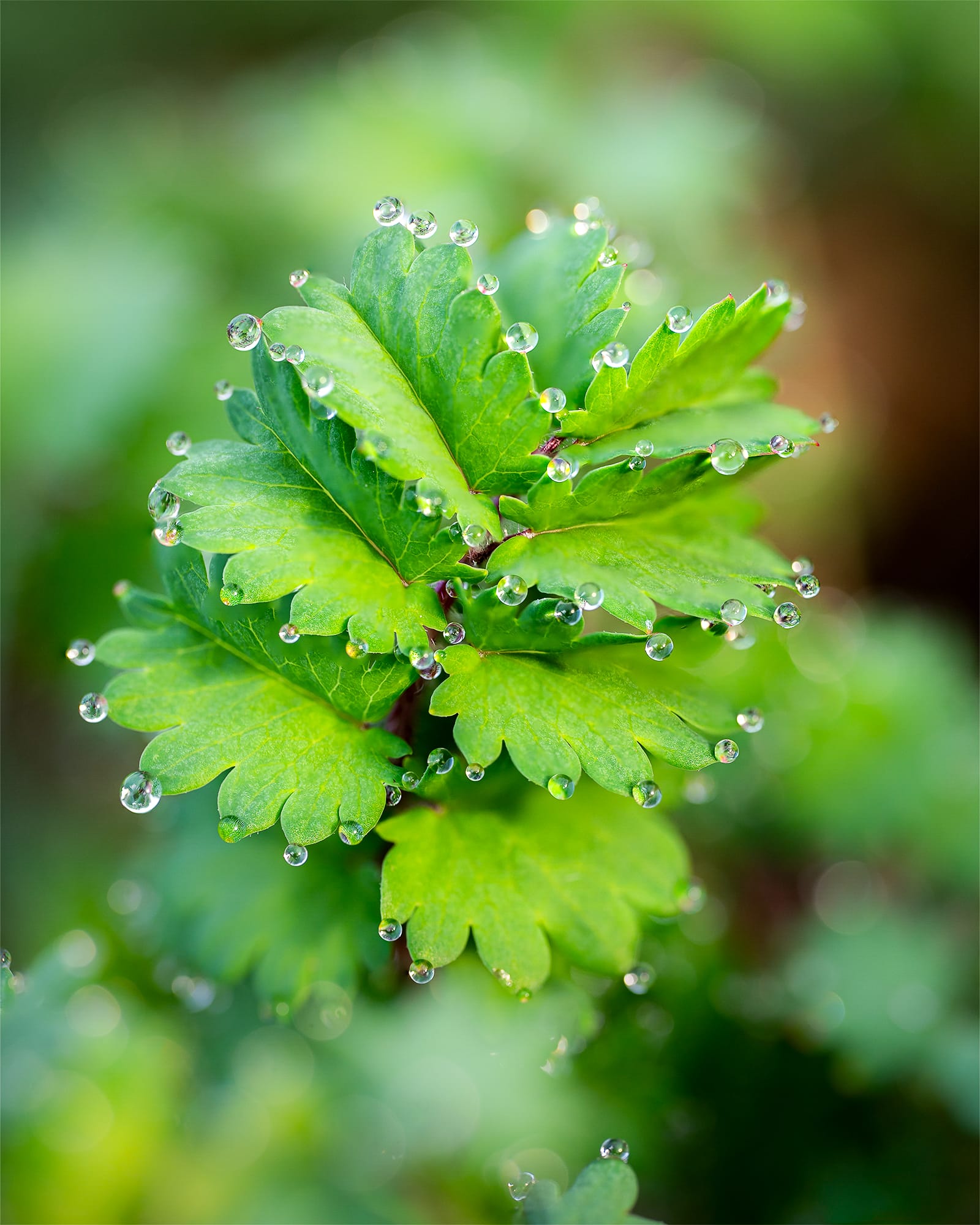 water droplets on leaf