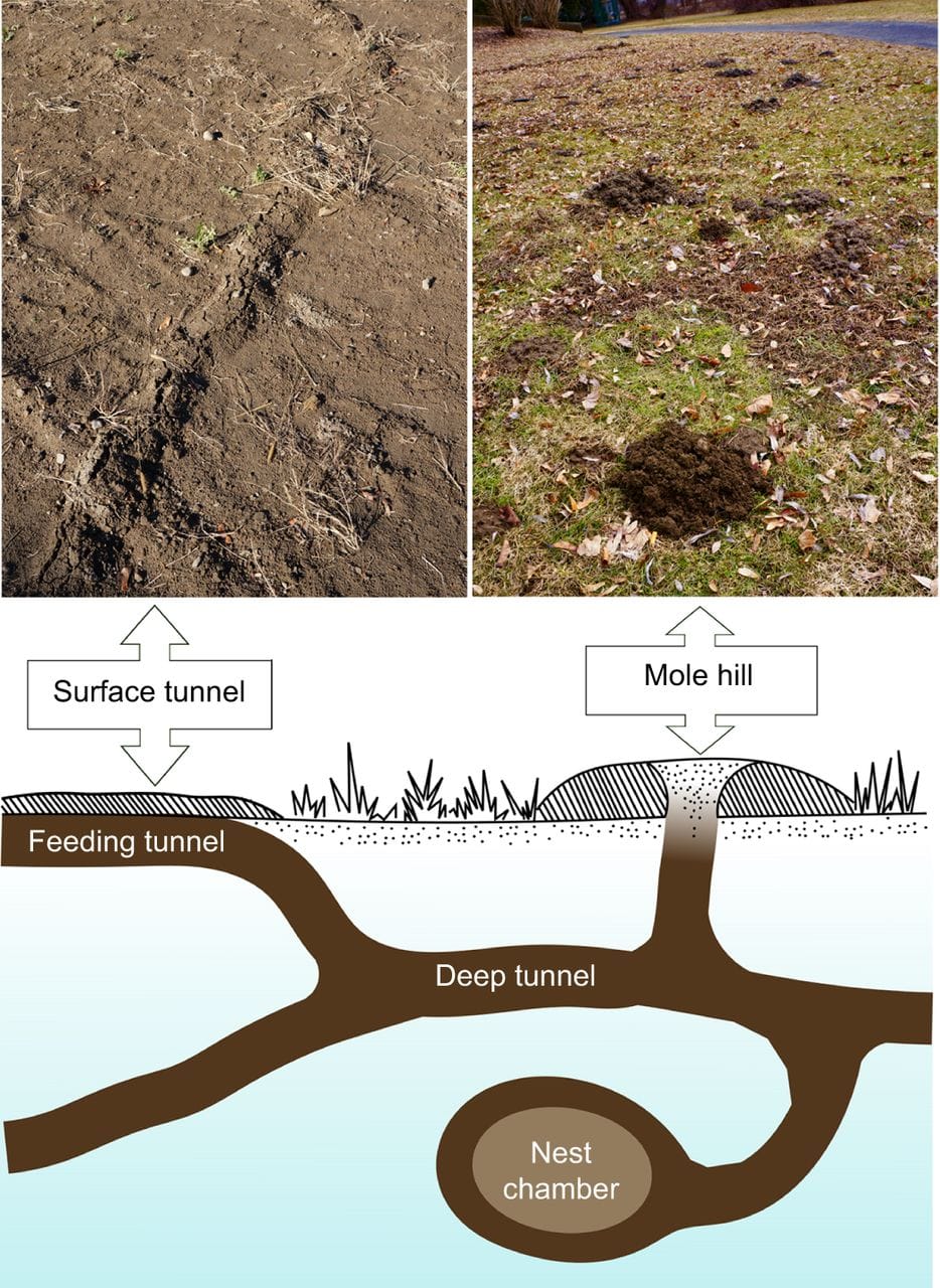 types of mole tunnels