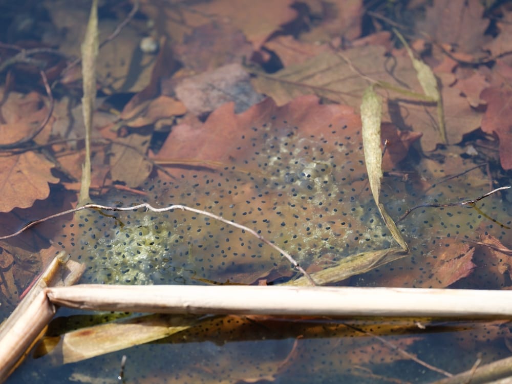 frog eggs