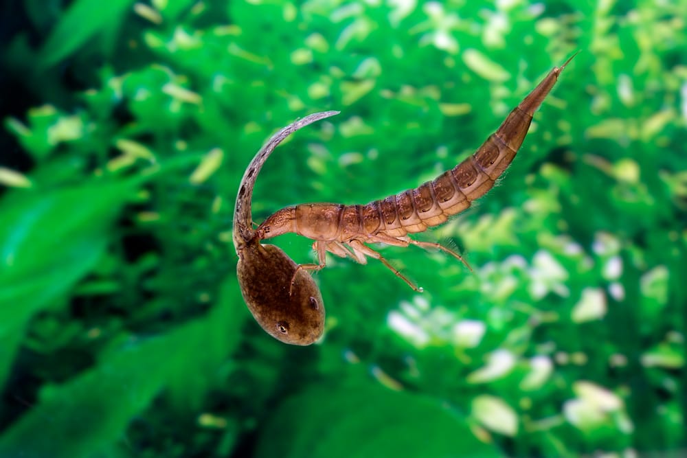 insect larvae eating tadpole