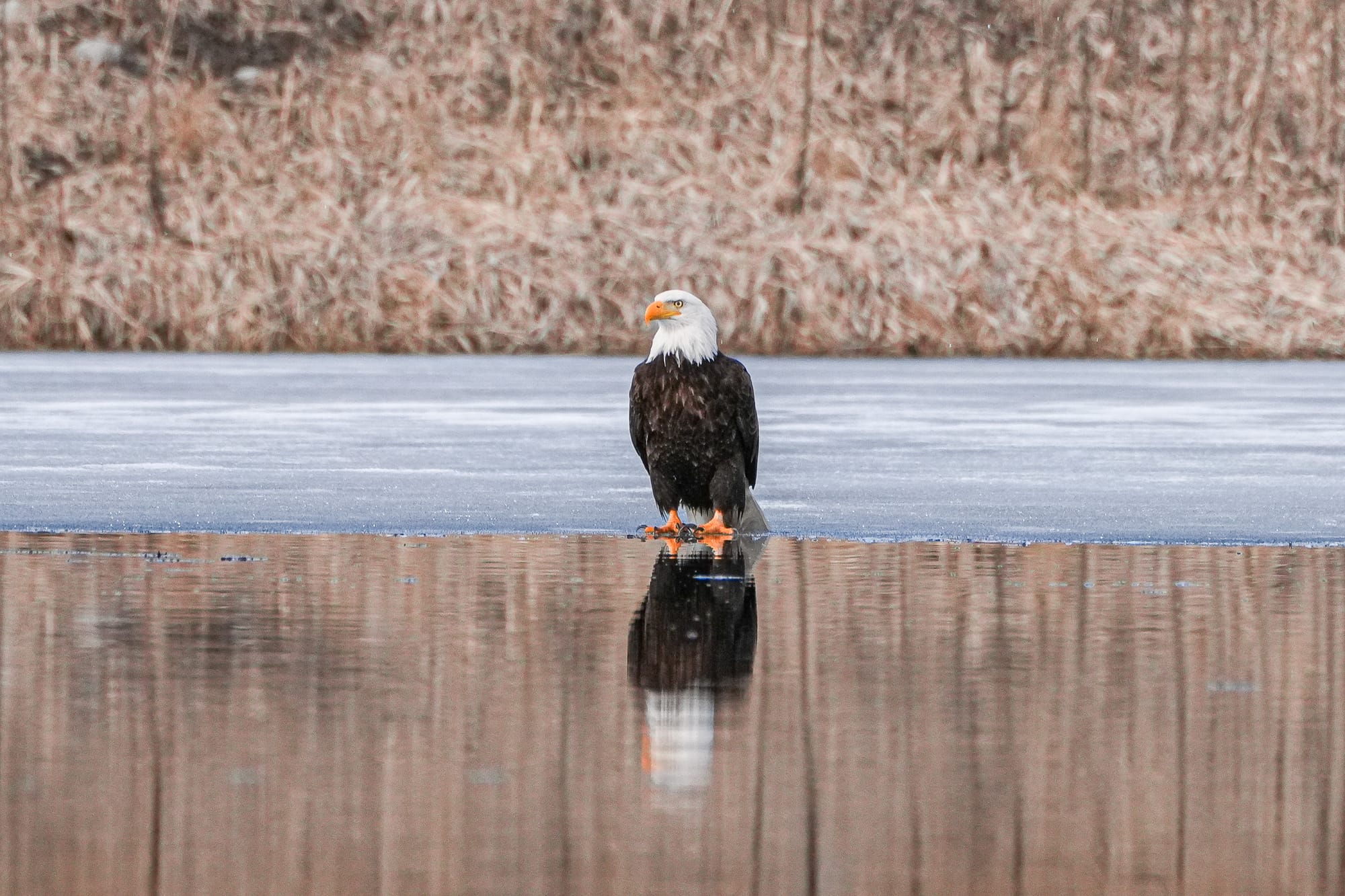 bald eagle on ice