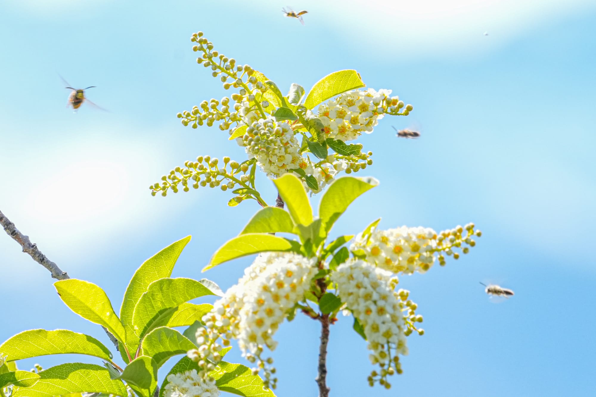 bees and flowers