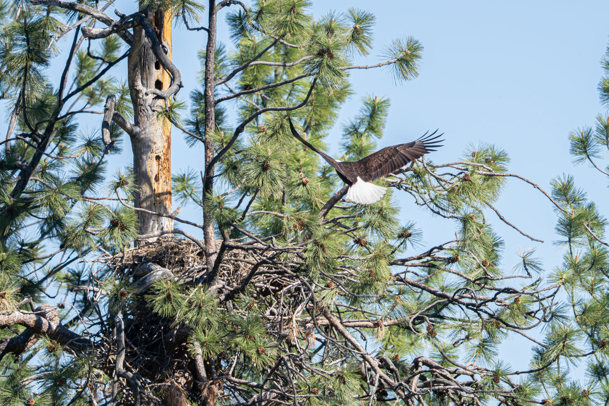 bald eagle nest