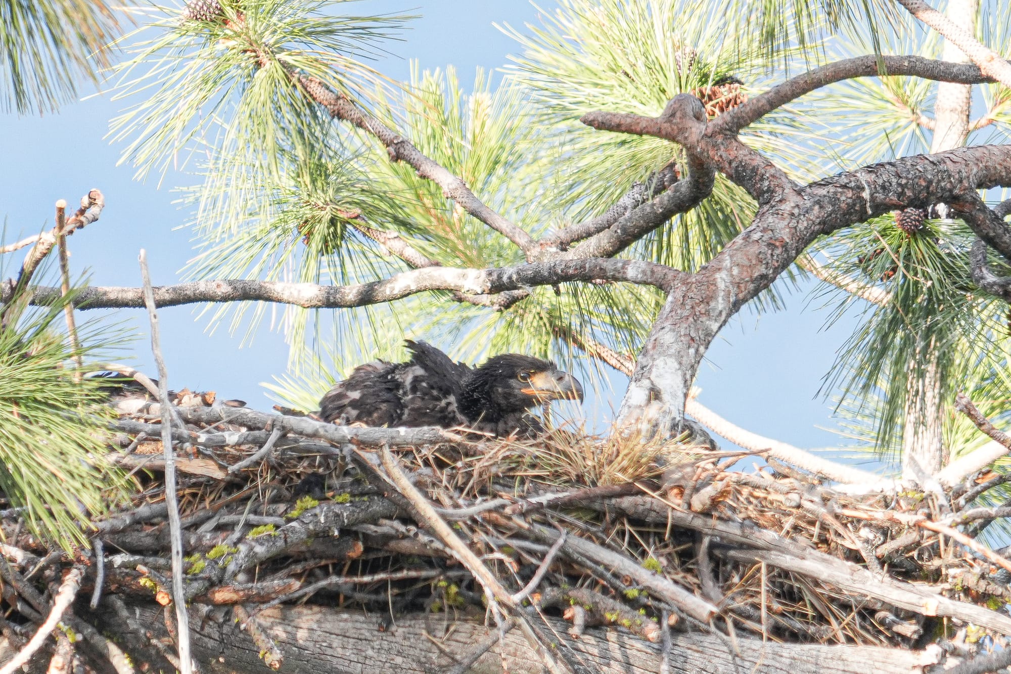 bald eagle chick