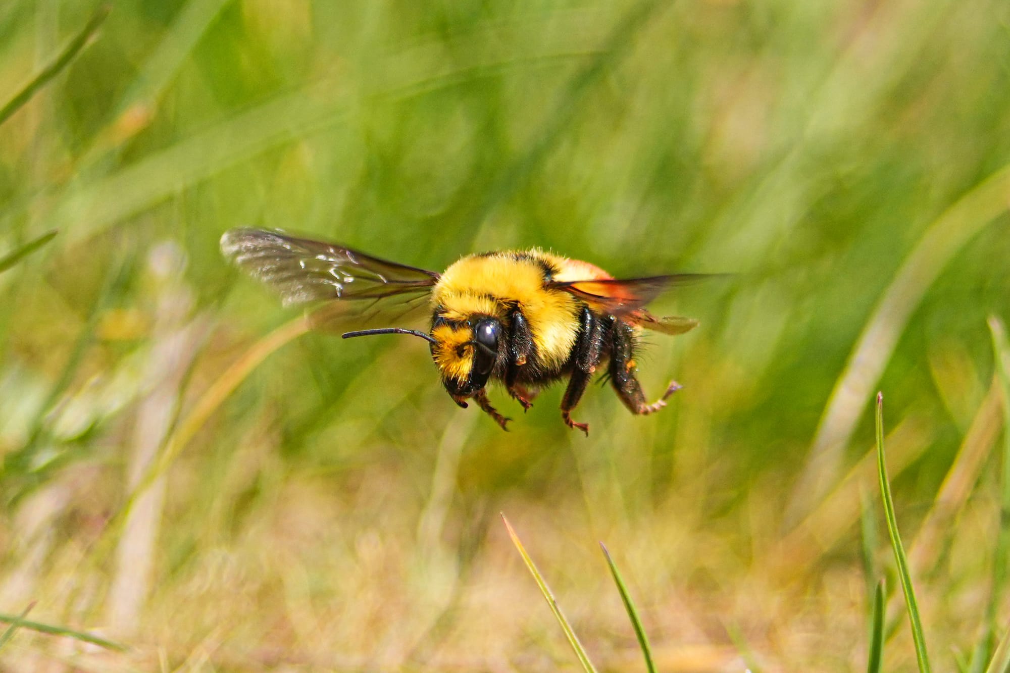 flying bumblebee
