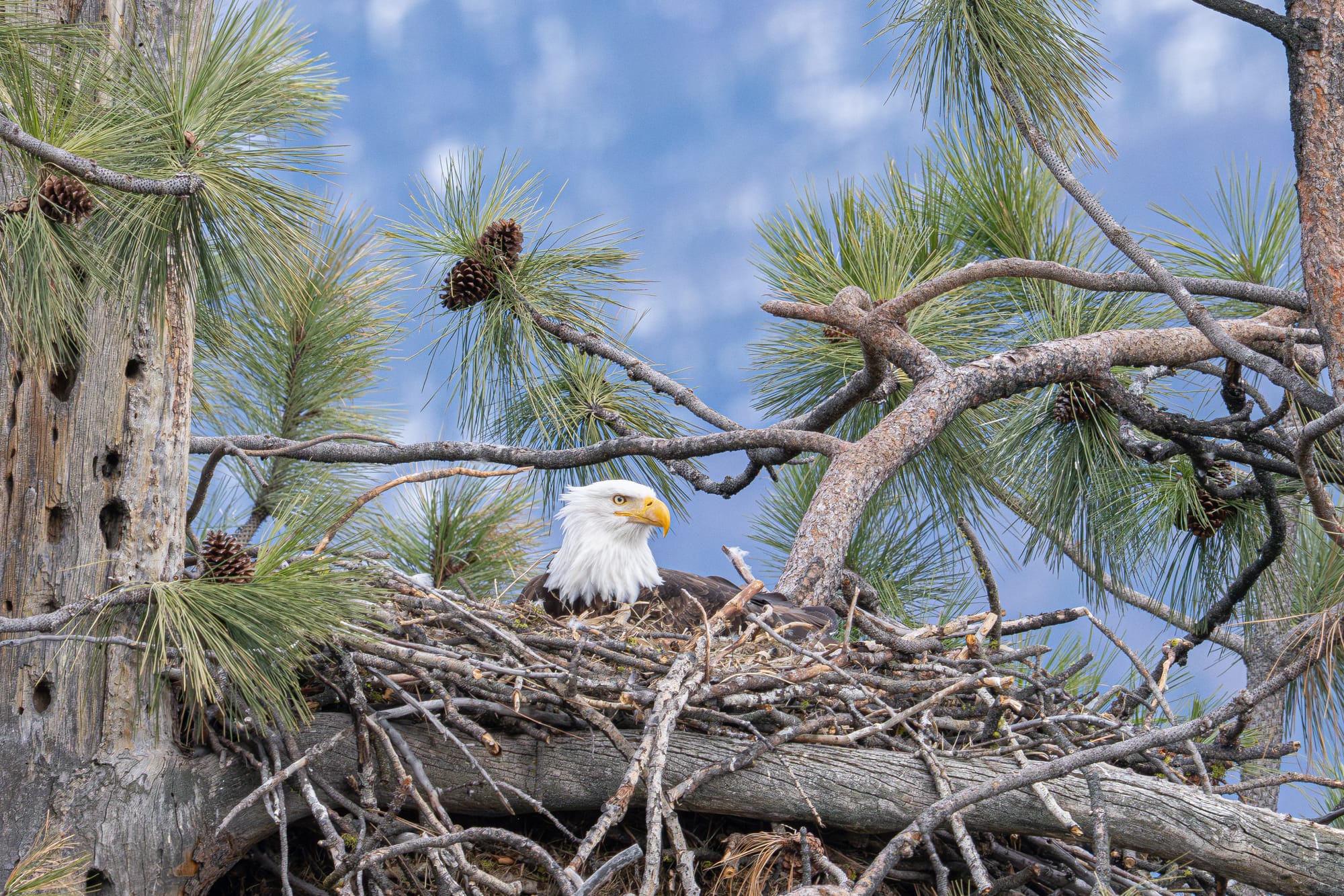 bald eagle nest