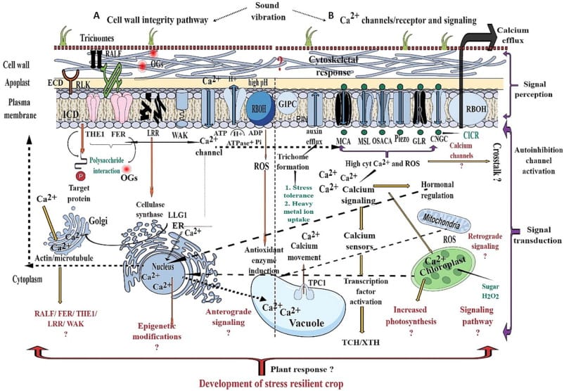 illustration of plant cell wall