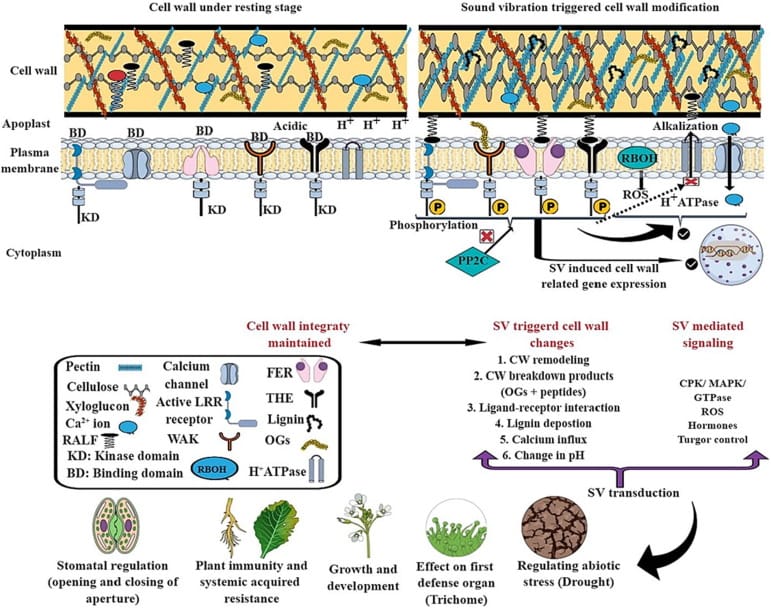 illustration of plant cell walls
