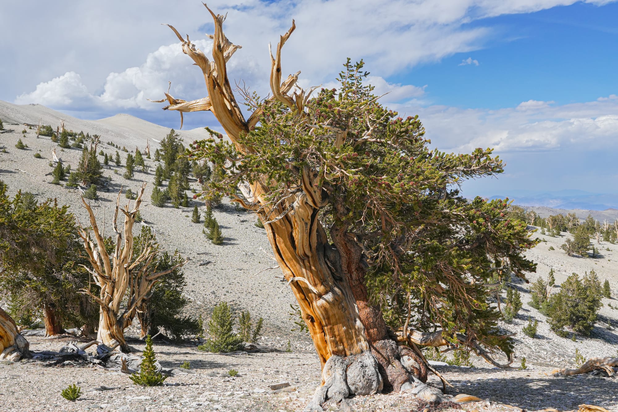 trees on dry landscape
