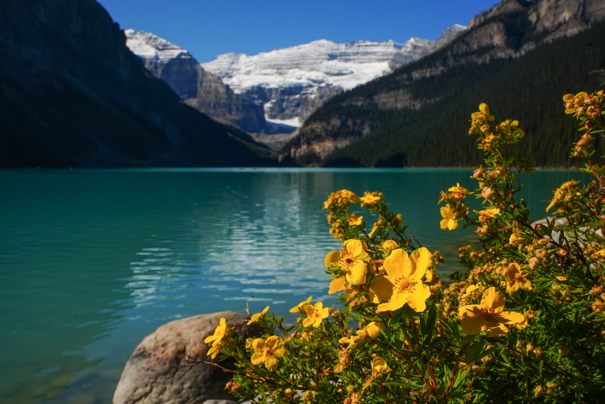 flowers at mountain lake