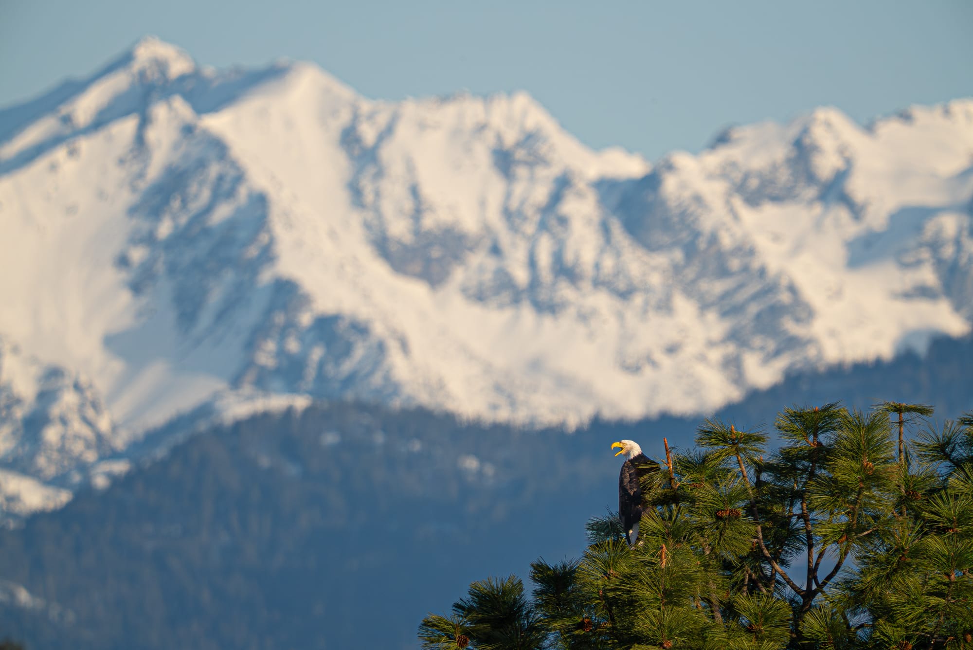 bald eagle