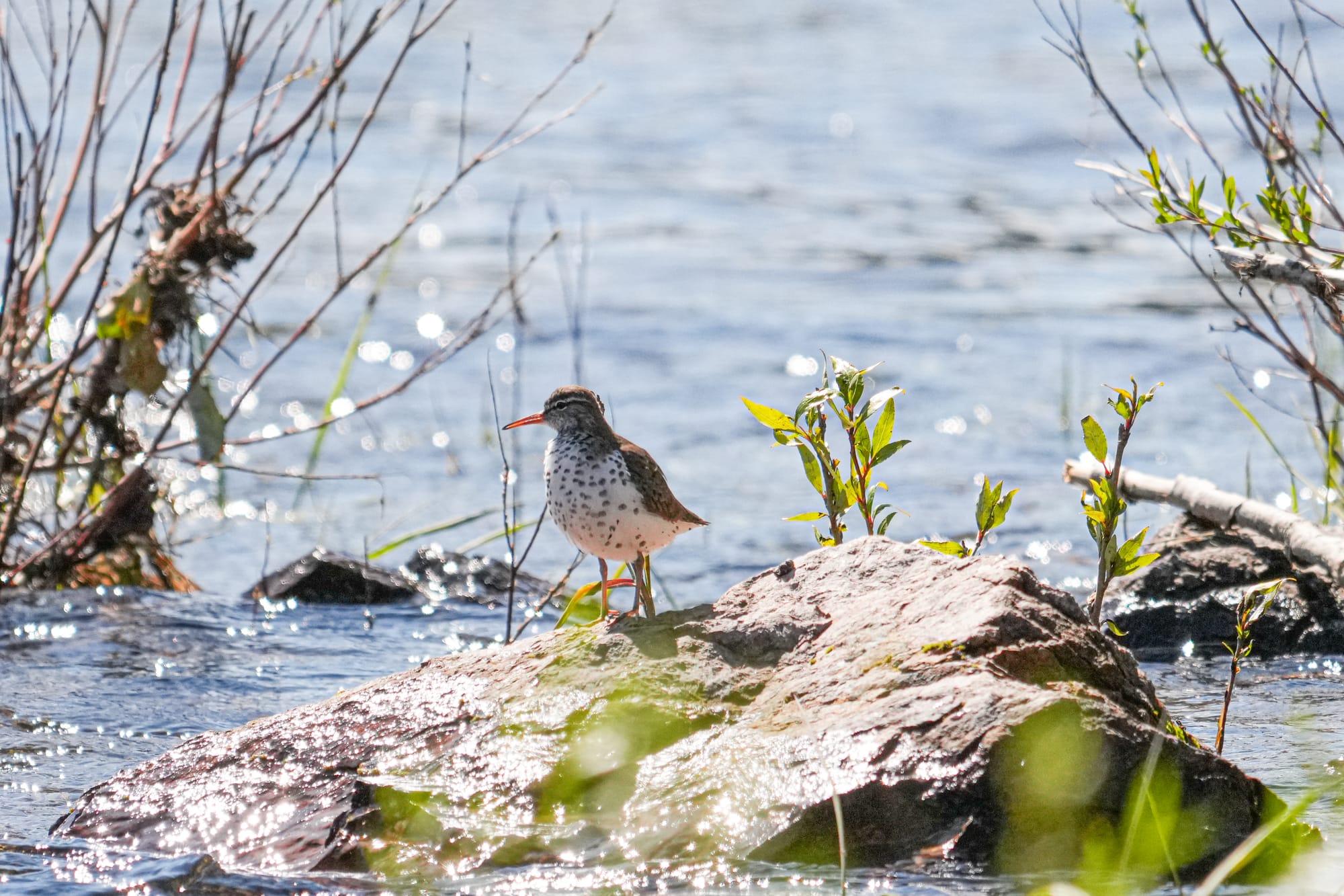 spotted sandpiper along a river
