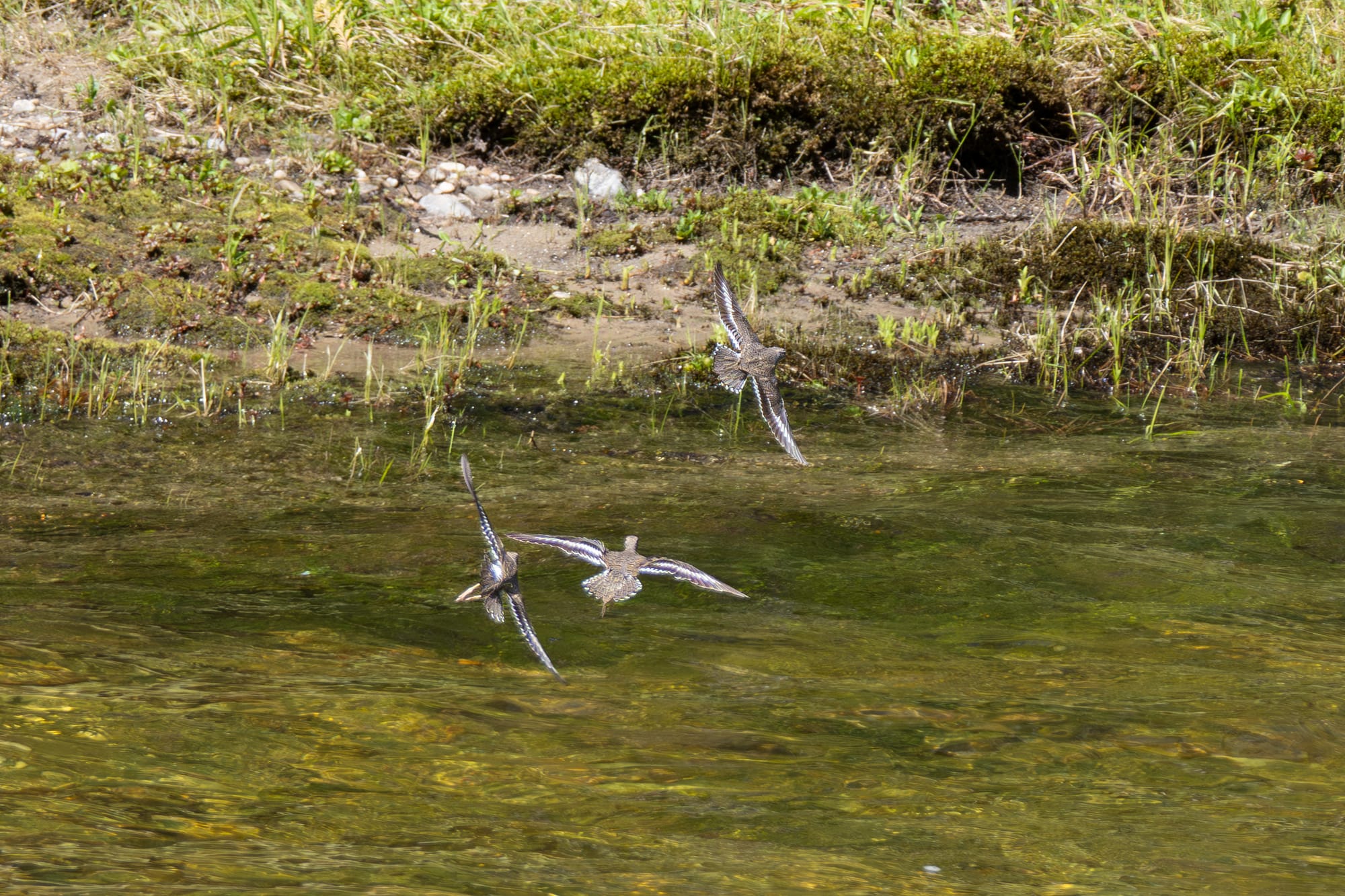 fighting spotted sandpipers