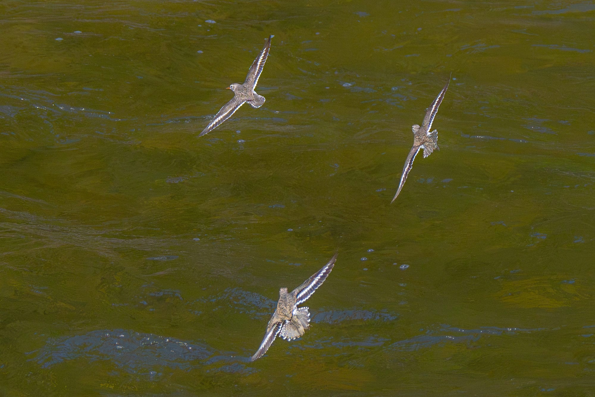 spotted sandpipers chasing each other