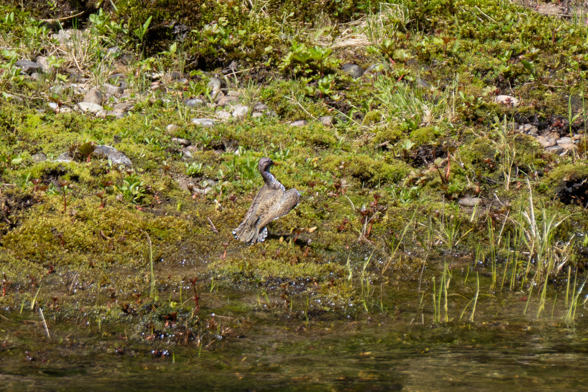 spotted sandpiper courtship